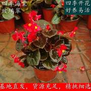 四季海棠玻璃翠带花苞室内外庭院，四季开花绿红粉花卉植物盆栽