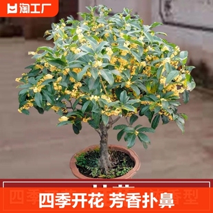 四季开花桂花树苗盆栽花卉，绿植室内好养的花苗，易活客厅室外浓香