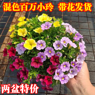 百万小玲盆栽带花鲜花植物室内观赏花养花卉四季开花