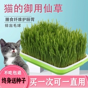 水培猫草套装猫草小麦种子籽水培盒盆栽即食去化毛球片懒人猫薄荷零食猫咪用品