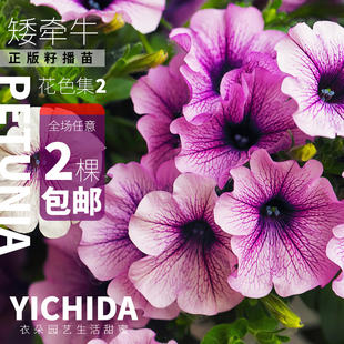 yichida正版进口籽播矮牵牛苗穴盘小苗垂吊矮牛典雅轻浪美声花苗