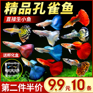 孔雀鱼活体凤尾淡水宠物活体礼服小型热带观赏鱼纯种孔雀鱼胎生鱼