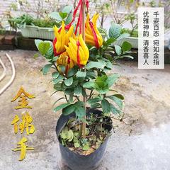金华佛手盆栽带果佛手苗花卉金佛手盆景观赏阳台佛手柑盆栽绿植