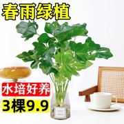 春雨绿植盆栽花卉植物，室内易养活(易养活)龟背竹，无土纯羽水培植物室内好养