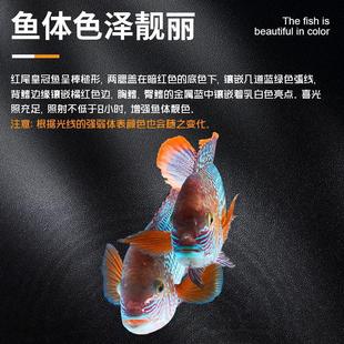 鱼缸红尾鱼活体玉面鱼起头，活鱼蓝面财神，中大型热带观赏鱼