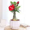 沙漠玫瑰盆栽老桩重瓣带花带，花苞的喜阳，耐晒耐热室内阳台花卉植物