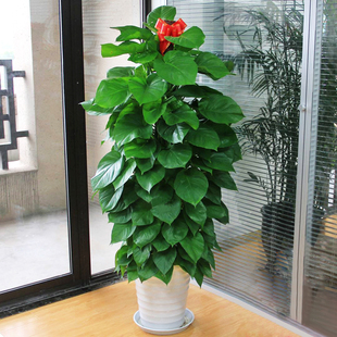 重庆大绿萝柱开业盆栽室内大型绿植，客厅植物办公室净化空气除甲醛