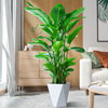 1.5-1.7x天堂鸟盆栽大型植物，客厅室内办公室，绿植吸甲醛净化空气zb