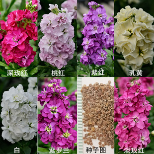紫罗兰花种子花卉种子四季种开花夏季冬季香花种子盆栽