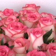 玫瑰种子散装红刺玫红玫瑰花种籽子，四季播种植大花室内花卉种籽