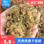 水苔藓青苔蝴蝶兰石斛兰花专用营养，土乌龟爬宠造景垫材植物干苔藓