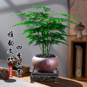 文竹盆景办公室桌面小盆栽，室内客厅好养禅意绿植，花卉四季常绿植物