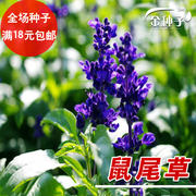 香草花卉种子鼠尾草种子蓝色，多年生芳香花，种子盆栽易种花籽