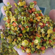 特级合欢花500g 新货合欢花茶 安神助眠茶 睡眠 花草茶