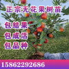 无花果树苗盆栽水果苗四季特大波姬红南北方阳台种植地栽当年结果