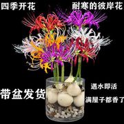 买就送彼岸花耐寒水养，植物客厅绿植进口曼珠沙华四季常青除甲醛