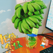 一整串桌面水培香蕉拒绝蕉绿办公室摆件绿植小米蕉禁止焦虑可食用