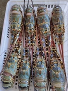 出海的渔民大花龙速冻龙虾，2.2-2.4斤只活冻大龙虾冷链直达