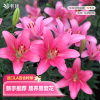 LA百合布林迪西虹越进口种球花卉现货百合花种球多年生特惠