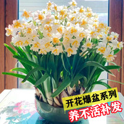 水仙花盆栽带花苞水花植物适合房间摆放餐桌摆放的花水生室外盘栽