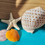天然贝壳海螺海星diy手工配件墙贴创意微景观造景装饰品拍摄道具