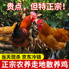 正宗贵州本地土鸡农家整草鸡散养大公鸡肉跑山鸡农村现杀新鲜