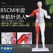 85CM男性针灸模型带肌肉解剖中医针灸穴位人体模型按摩保健