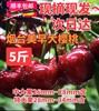 烟台大樱桃美早新鲜樱桃现摘现发新鲜水果自家果园5斤/箱