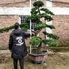 大型罗汉松园艺盆景，树桩盆栽植物四季常青绿植庭院，台湾金钻迎客松