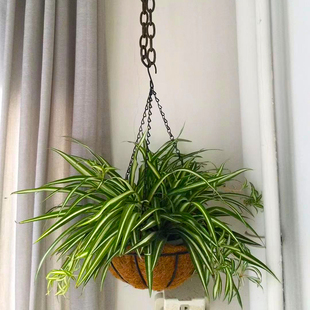金心吊兰植物垂吊盆栽阳台，观叶绿植室内客厅吸甲醛净化空气带花