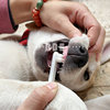 贝多芬宠物KOJIMA宠物牙刷牙膏狗狗洁牙猫咪口腔清洁套装清新口气