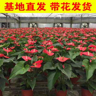 红掌盆栽植物花卉办公室内好养火鹤四季开花客厅一帆风顺新屋入宅