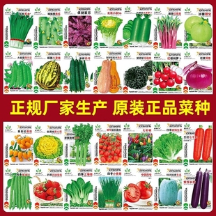 蔬菜种子四季阳台盆栽番茄黄瓜生菜韭菜小葱萝卜籽孑大全荠菜花菜