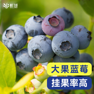 蓝莓大果树苗虹越盆栽地栽庭院阳台一年四季结果天后奥尼尔蓝葡萄