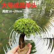 水草莫斯树成品鱼缸装饰莫斯水草造景沉木看图选沉木净化水质