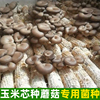玉米芯棒栽培种蘑菇包食用菌，蘑菇厂稻草三级家庭，养殖平菇袋装秸秆