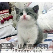 纯种蓝白猫 活体宠物猫 短毛猫幼猫 纯种家养英短幼猫正八字x