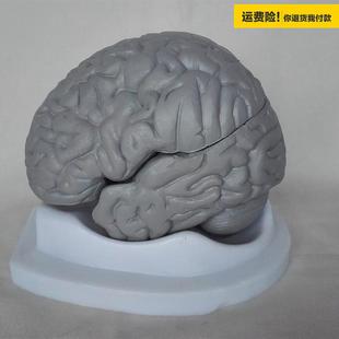 .人体脑解剖模型，教学医用人体标本，模型人体模