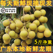 广东高州龙眼新鲜桂圆石硖储良水果当季现摘5斤本地特产