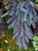 小辣椒葡萄树苖稀罕见种女巫，指葡萄树庭院爬藤阳台盆栽葡萄苗