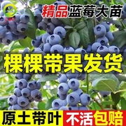 蓝莓树果苗带果南方蓝莓，树果苗北方耐寒蓝莓，果树苗l25大果盆栽苗