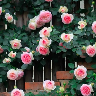 6颗装香水爬藤月季花苗盆栽地载阳台蔷薇玫瑰花卉四季开花特大花