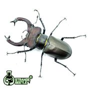 欧洲深山锹甲宠物甲虫昆虫成虫幼虫活体独角仙异蟲实验室