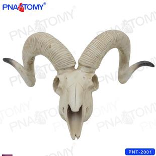 pnatomy羊头骨模型仿t真动物头骨，装饰绘画素描一比一大树脂教学