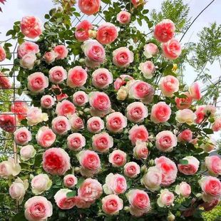 爬藤欧月蔷薇大苗藤本月季花苗庭院植物花卉玫瑰浓香大花四季开花