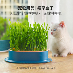 水培猫草种子盒猫咪零食幼猫去毛球套装盆助消化小麦无土籽育苗盘