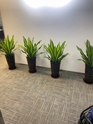 定制也门铁前台摆放办公室盆栽大型室内绿植吸甲醛净化空气植物广