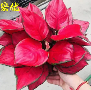吉利红盆栽中国红如意皇后水培土培花卉室内植物净化空气