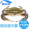 北京闪送4-9两1只鲜活梭子蟹海蟹飞蟹满肉公母大螃蟹海鲜水产