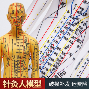 彩色男女人体模型 人体经络模型 中医 针灸穴位模型 扎针练习铜人